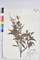 長尾栲、長尾柯、長尾尖葉櫧藏品圖，第1張