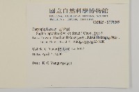 瓜槌草、漆姑草藏品圖，第2張