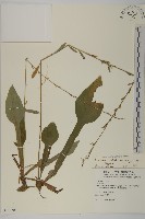 臺灣鬼督郵藏品圖，第1張