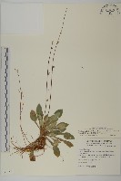 臺灣鬼督郵藏品圖，第1張