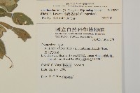 臺灣鬼督郵藏品圖，第2張