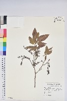 南燭藏品圖，第1張