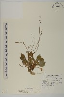 臺灣鬼督郵藏品圖，第1張