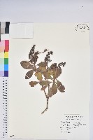 馬醉木藏品圖，第1張