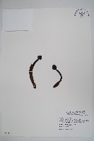 筆頭蛇菰藏品圖，第1張