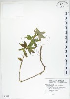 石吊蘭、吊石苣苔藏品圖，第1張