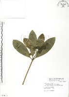 黑板樹藏品圖，第1張