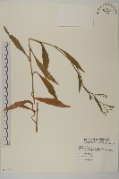 掃帚菊藏品圖，第1張