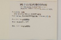 掃帚菊藏品圖，第2張