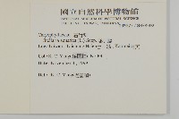 鵝兒腸藏品圖，第2張