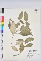 裡白巴豆藏品圖，第1張