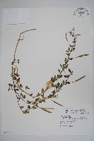 平伏莖白花菜、成功白花菜藏品圖，第1張