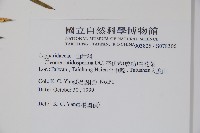 平伏莖白花菜、成功白花菜藏品圖，第2張