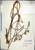 扭鞘香茅藏品圖，第1張