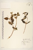 金腰箭藏品圖，第1張