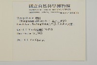 臭杏、土荊芥藏品圖，第2張