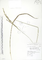 吳氏雀稗藏品圖，第1張