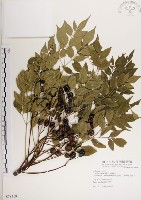 楝、苦楝藏品圖，第1張