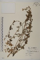 雙蕊鼠尾粟藏品圖，第1張