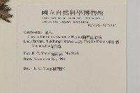 雙蕊鼠尾粟藏品圖，第2張