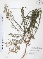 美洲假蓬藏品圖，第1張