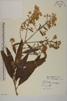 艾納香藏品圖，第1張