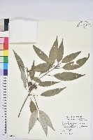 狹葉櫟藏品圖，第1張