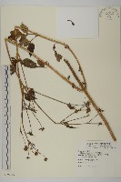 大花咸豐草藏品圖，第1張