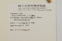 大花咸豐草藏品圖，第2張