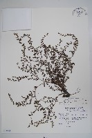 細纍子草藏品圖，第1張