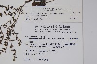 細纍子草藏品圖，第2張