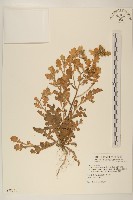 線球菊、田基黃藏品圖，第1張