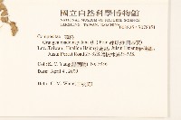 線球菊、田基黃藏品圖，第2張