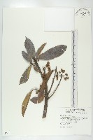 猴歡喜藏品圖，第1張