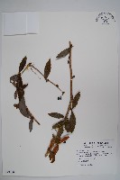 眠月小蘗藏品圖，第1張