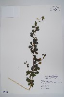 滿福木藏品圖，第1張