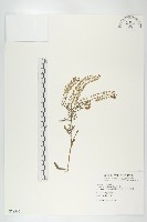 獨行菜藏品圖，第1張