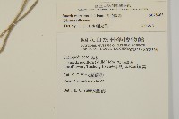 裸花鹼蓬藏品圖，第2張