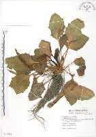 車前草藏品圖，第1張