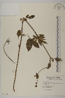 白花鬼針藏品圖，第1張