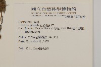 白花鬼針藏品圖，第2張