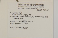 白花鬼針藏品圖，第2張