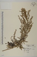 野艾蒿藏品圖，第1張