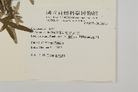 野艾蒿藏品圖，第2張