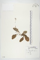 黃鵪菜藏品圖，第1張