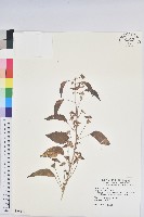 鐵莧菜藏品圖，第1張