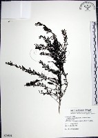 鐵掃帚、千里光藏品圖，第1張