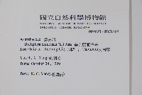 華九頭獅子草藏品圖，第2張