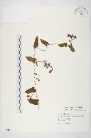 海牽牛藏品圖，第1張