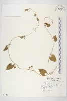 白花牽牛藏品圖，第1張